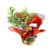 Yeşil Cennet Zeytin Ağacı 40cm