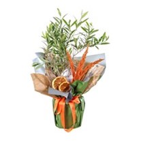 Doğa Mucizesi Zeytin Ağacı 40cm