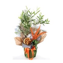 Doğa Mucizesi Zeytin Ağacı 40cm