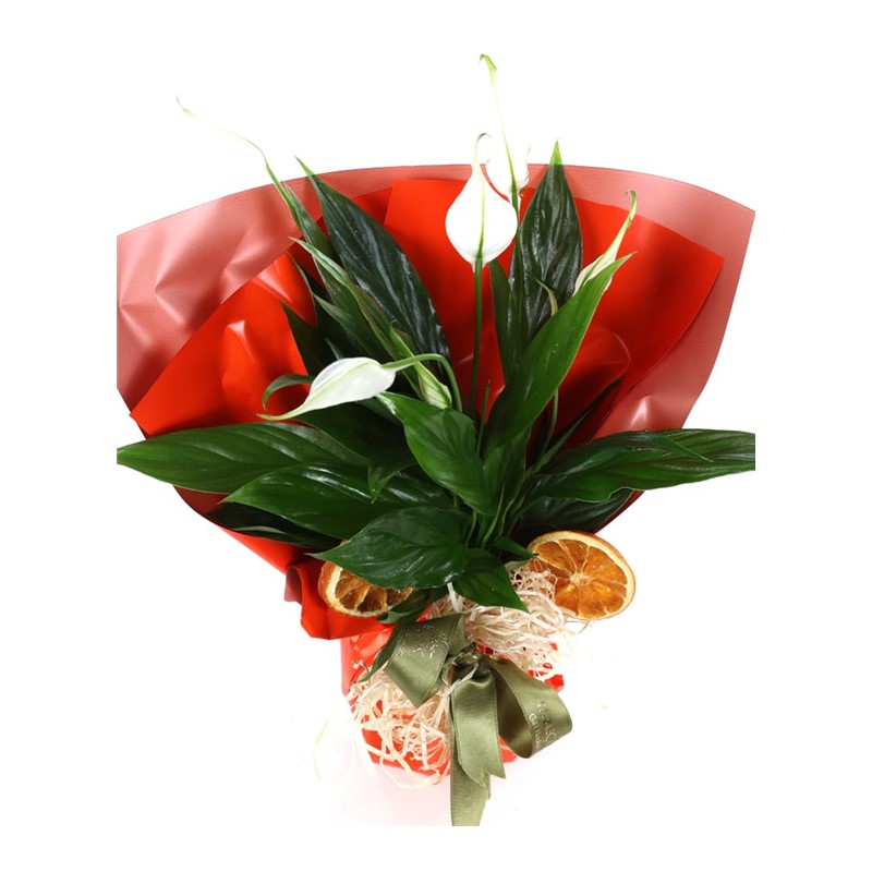 Beyaz Güzellik Barış Çiçeği 20cm