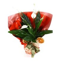 Beyaz Güzellik Barış Çiçeği 20cm