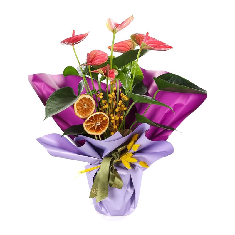 Lilac Whisper Anthurium | Taze iek