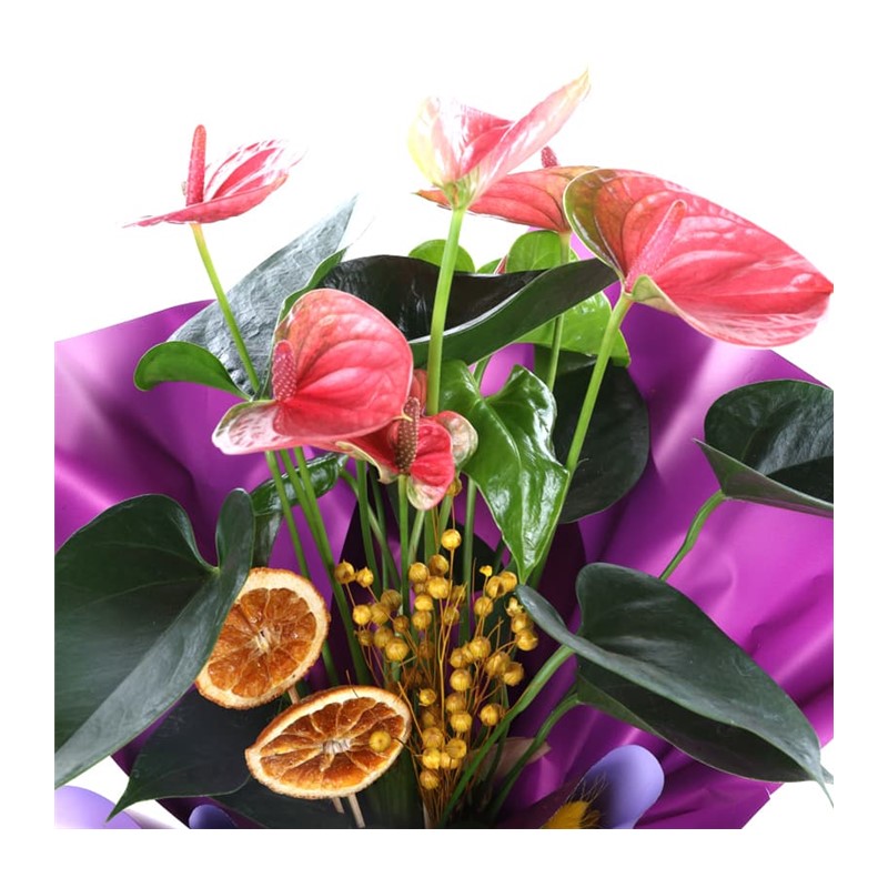 Lilac Whisper Anthurium