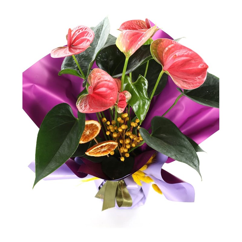 Lilac Whisper Anthurium