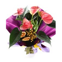 Lilac Whisper Anthurium