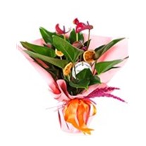 Pink Passion Anthurium