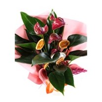 Pink Passion Anthurium