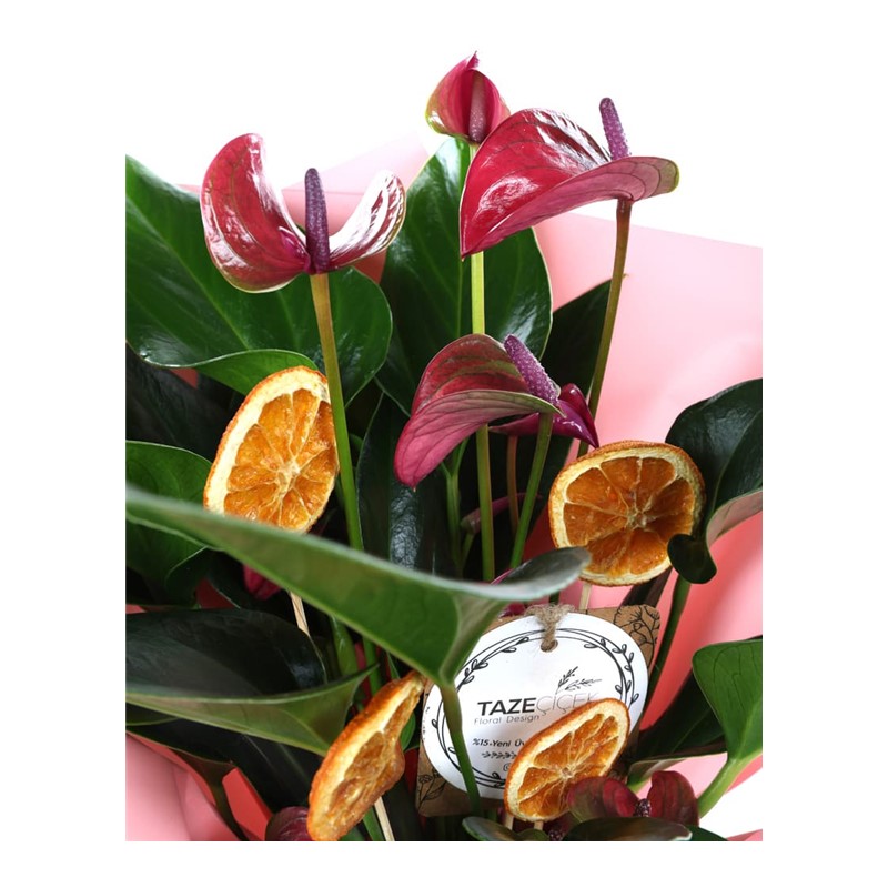 Pink Passion Anthurium