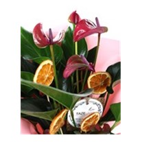 Pink Passion Anthurium