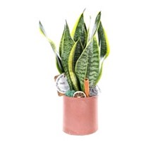 Fire Marble Sanseveria Bitkisi