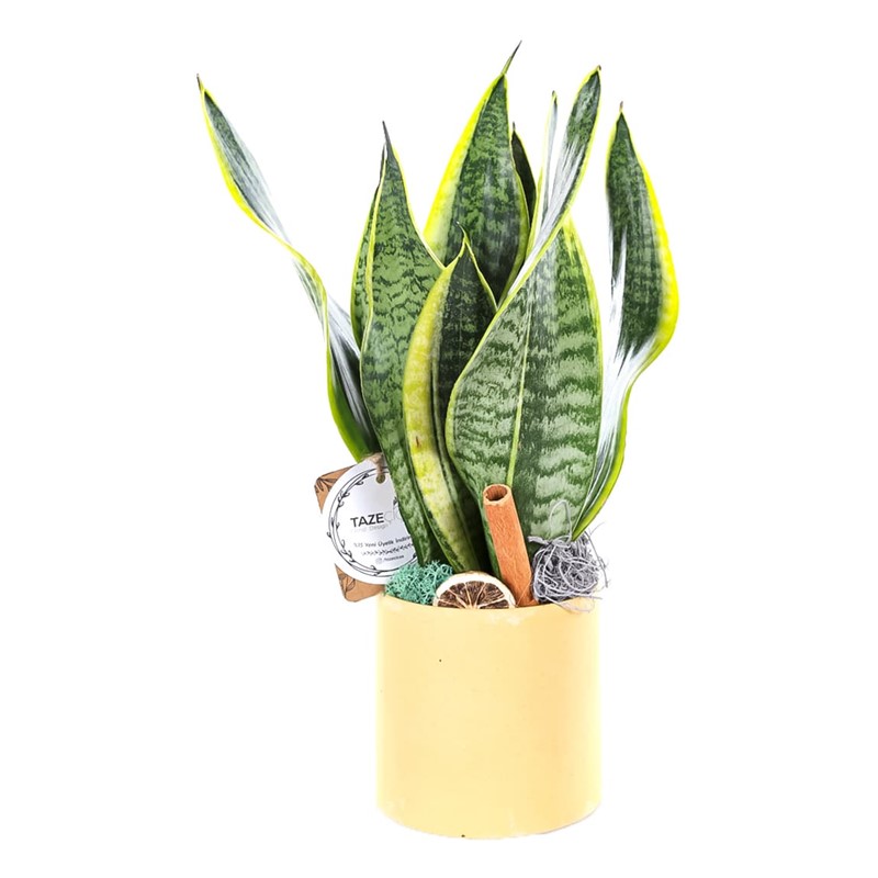 Yellow Marble Sanseveria Bitkisi