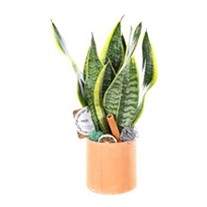 Orange Marble Sanseveria Bitkisi