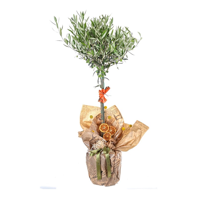 Harmony Grove Zeytin Ağacı 100cm