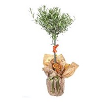 Harmony Grove Zeytin Ağacı 100cm