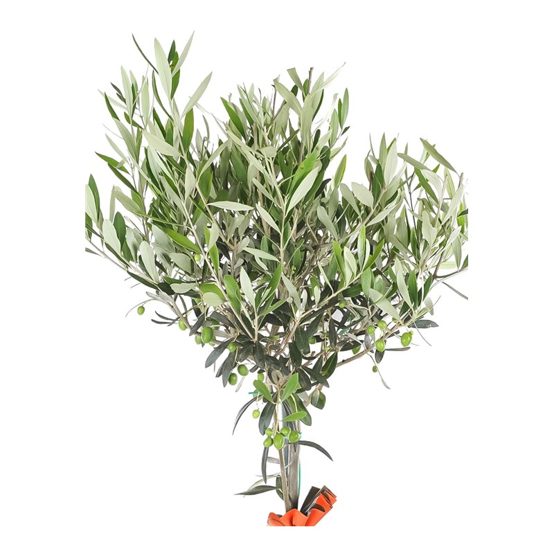 Harmony Grove Zeytin Ağacı 100cm