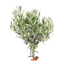 Harmony Grove Zeytin Ağacı 100cm