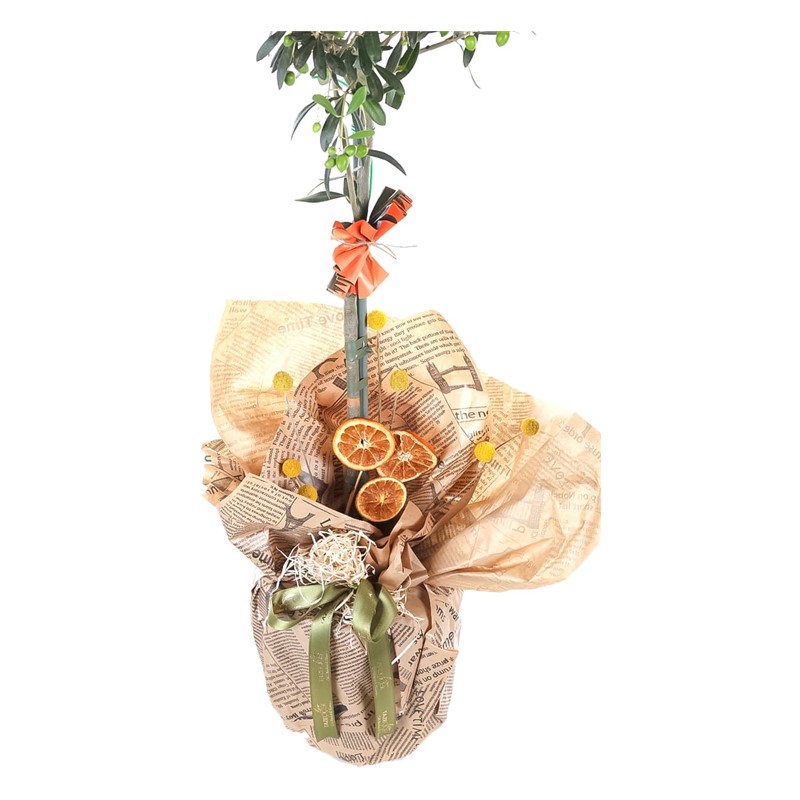 Harmony Grove Zeytin Ağacı 100cm