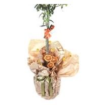 Harmony Grove Zeytin Ağacı 100cm