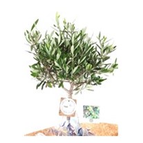 Verdant Splendor Zeytin Ağacı 100cm