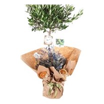 Verdant Splendor Zeytin Ağacı 100cm