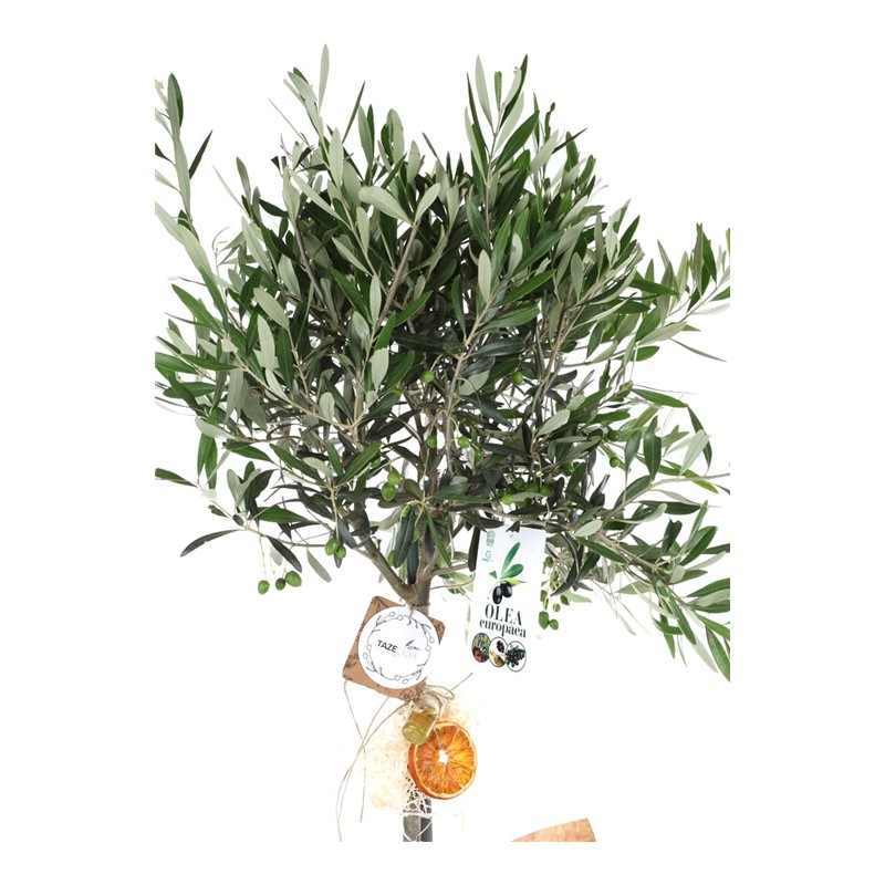 Delicate Grace Zeytin Ağacı 100cm