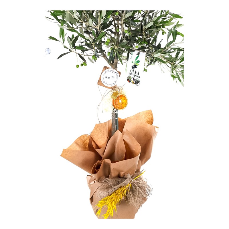 Delicate Grace Zeytin Ağacı 100cm