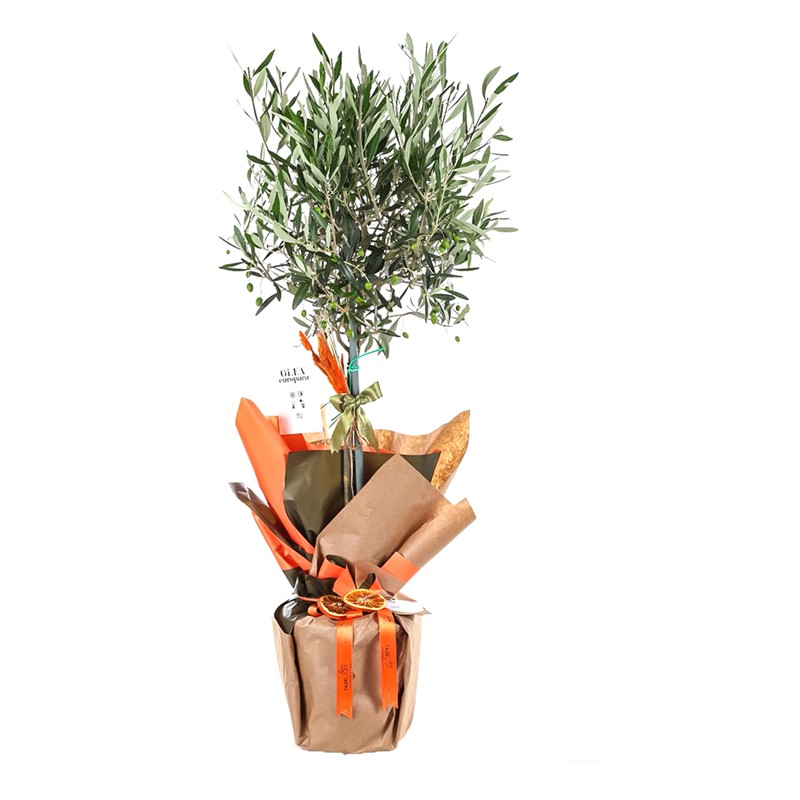 Vital Green Spirit Zeytin Ağacı 100cm