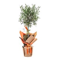 Vital Green Spirit Zeytin Ağacı 100cm