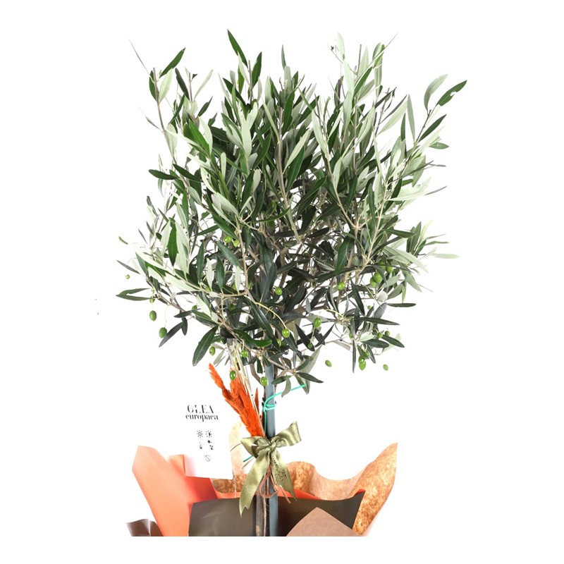 Vital Green Spirit Zeytin Ağacı 100cm