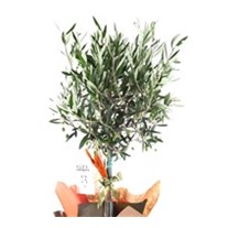 Vital Green Spirit Zeytin Ağacı 100cm