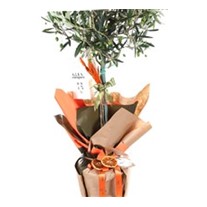 Vital Green Spirit Zeytin Ağacı 100cm