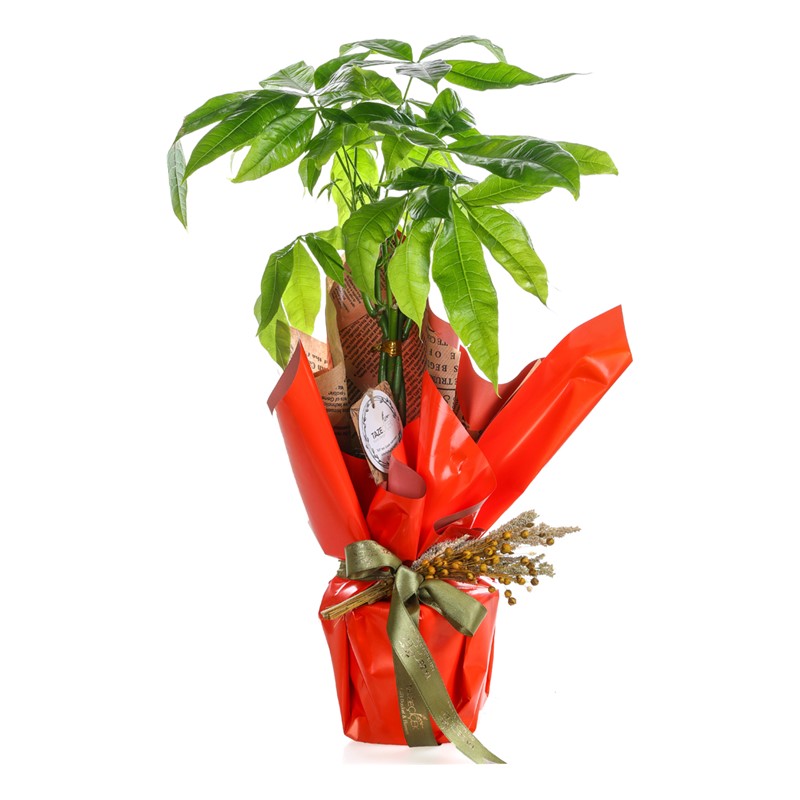 Fresh Pachira & Para Çiçeği