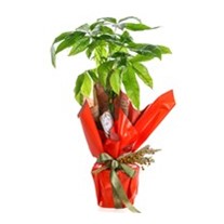 Fresh Pachira & Para Çiçeği