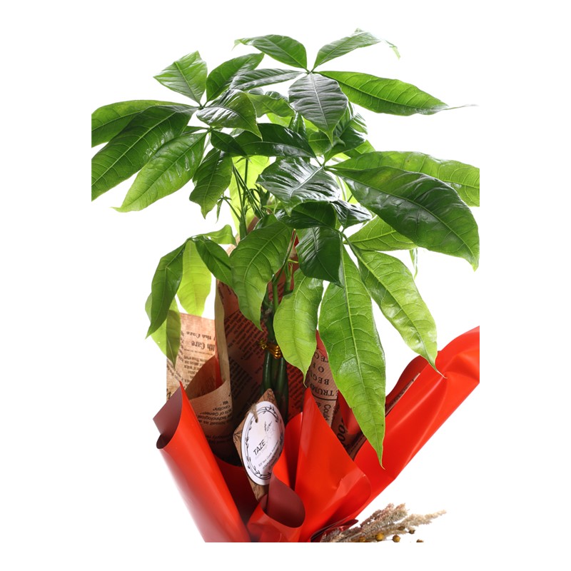 Fresh Pachira & Para Çiçeği
