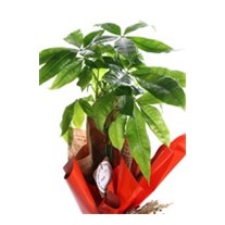Fresh Pachira & Para Çiçeği
