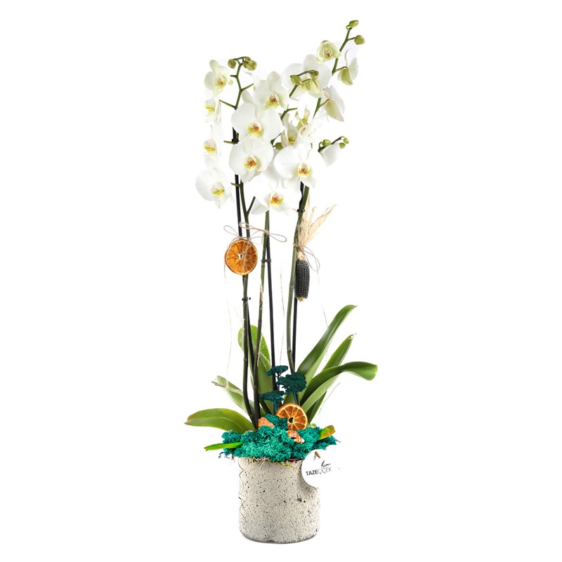 Best Calanthe Orkide