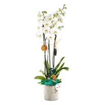Best Calanthe Orkide