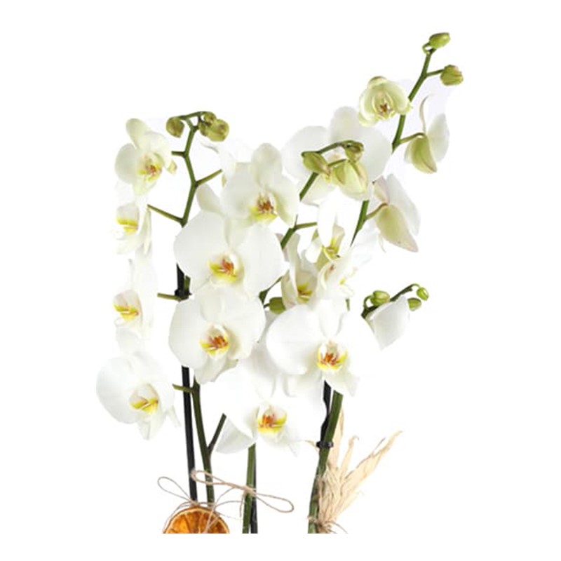 Best Calanthe Orkide