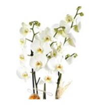 Best Calanthe Orkide