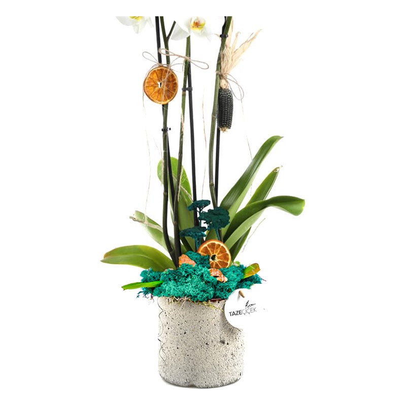 Best Calanthe Orkide