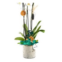 Best Calanthe Orkide