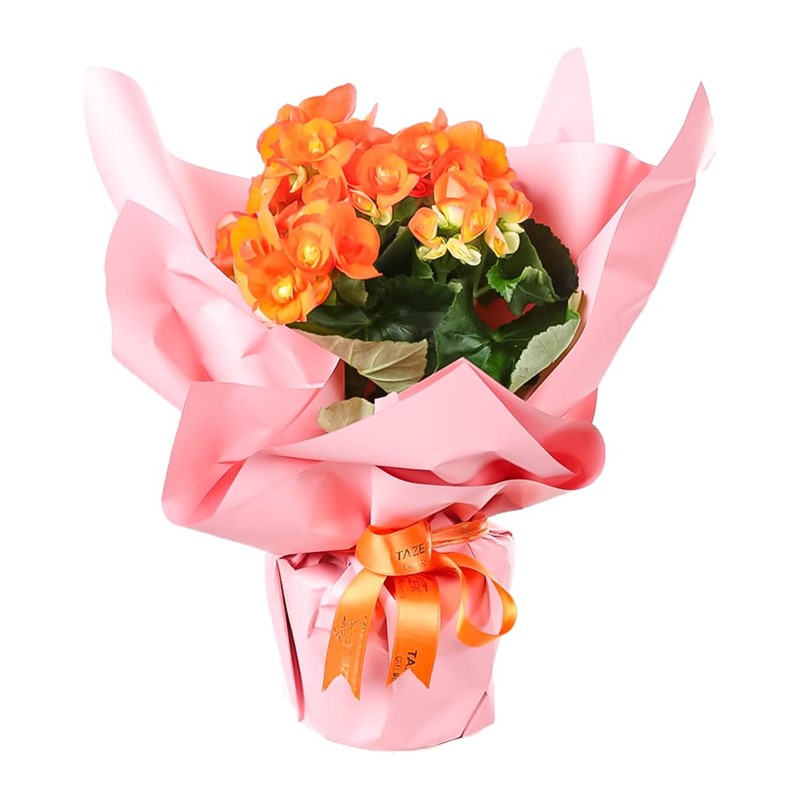 Sunset Glow Orange Begonya