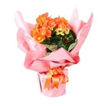 Sunset Glow Orange Begonya