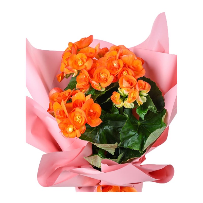 Sunset Glow Orange Begonya