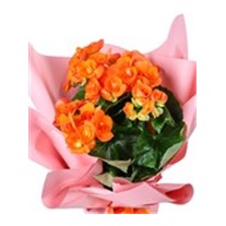 Sunset Glow Orange Begonya