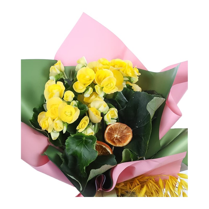 Golden Sunrise Begonia Çiçeği