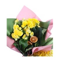 Golden Sunrise Begonia Çiçeği