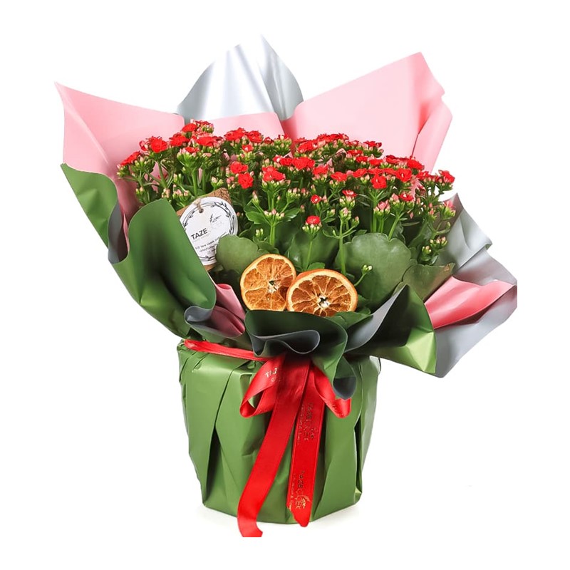 Kalanchoe Love & Kalonşo Bitkisi