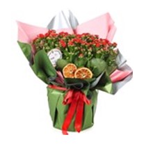 Kalanchoe Love & Kalonşo Bitkisi