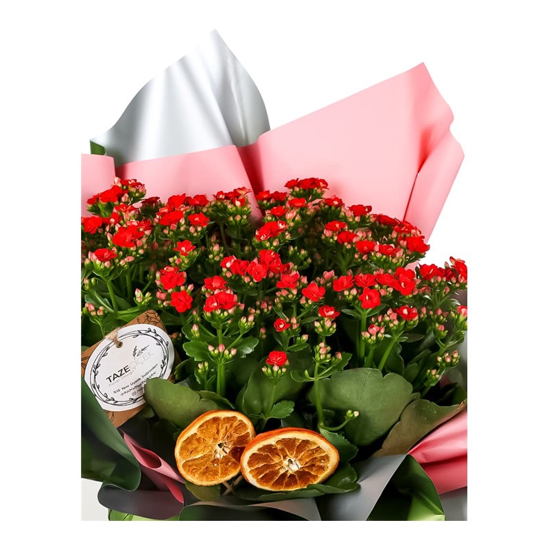 Kalanchoe Love & Kalonşo Bitkisi